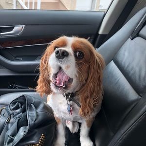 Meet your Posher, Christy